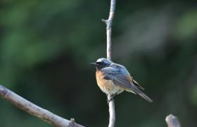 Phoenicurus phoenicurus