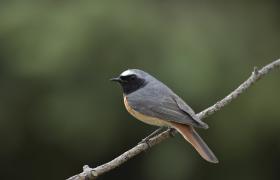 Phoenicurus phoenicurus