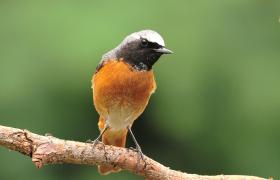Phoenicurus phoenicurus