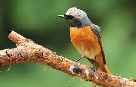 Phoenicurus phoenicurus