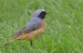 Phoenicurus phoenicurus