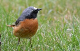 Phoenicurus phoenicurus