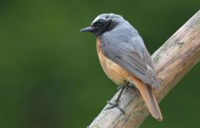 Phoenicurus phoenicurus