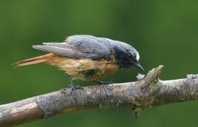 Phoenicurus phoenicurus