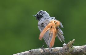 Phoenicurus phoenicurus