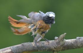 Phoenicurus phoenicurus