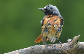 Phoenicurus phoenicurus