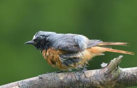 Phoenicurus phoenicurus