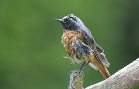 Phoenicurus phoenicurus