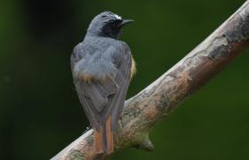 Phoenicurus phoenicurus