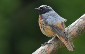 Phoenicurus phoenicurus