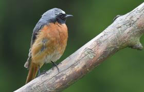 Phoenicurus phoenicurus