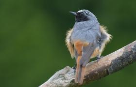 Phoenicurus phoenicurus