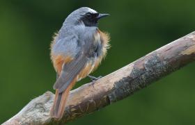 Phoenicurus phoenicurus