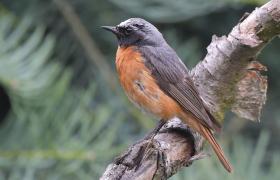 Phoenicurus phoenicurus