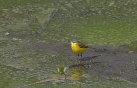 Motacilla flava