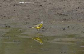 Motacilla flava