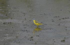 Motacilla flava