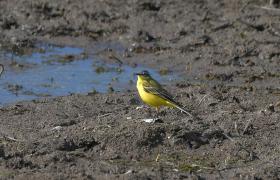 Motacilla flava