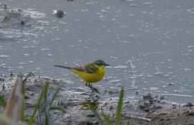 Motacilla flava