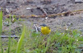 Motacilla flava