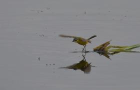 Motacilla flava