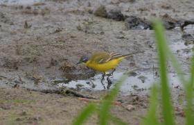 Motacilla flava