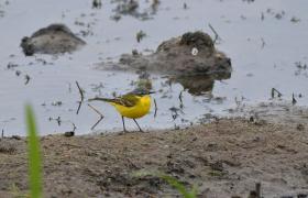 Motacilla flava