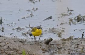 Motacilla flava