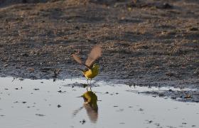 Motacilla flava