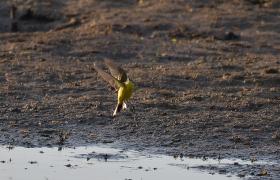 Motacilla flava