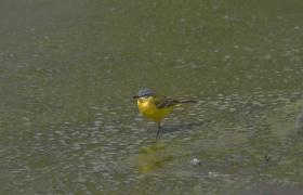 Motacilla flava