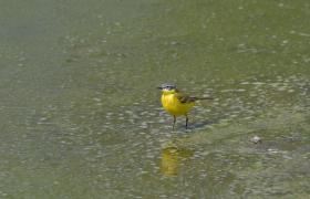 Motacilla flava