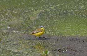 Motacilla flava