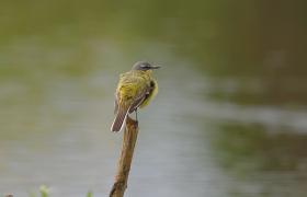 Motacilla flava