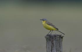Motacilla flava