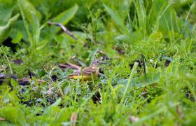 Motacilla flava
