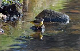 Motacilla cinerea