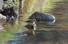 Motacilla cinerea