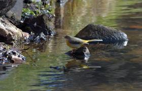 Motacilla cinerea