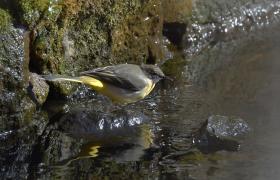 Motacilla cinerea