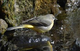 Motacilla cinerea