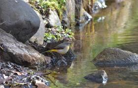 Motacilla cinerea