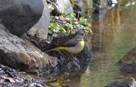 Motacilla cinerea