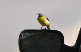 Motacilla cinerea