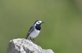 Motacilla alba
