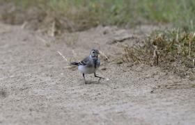 Motacilla alba
