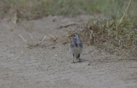Motacilla alba