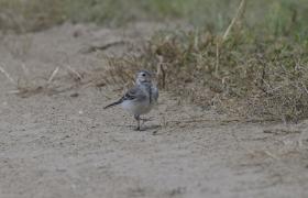 Motacilla alba