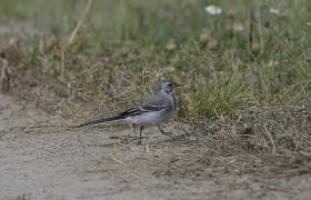 Motacilla alba